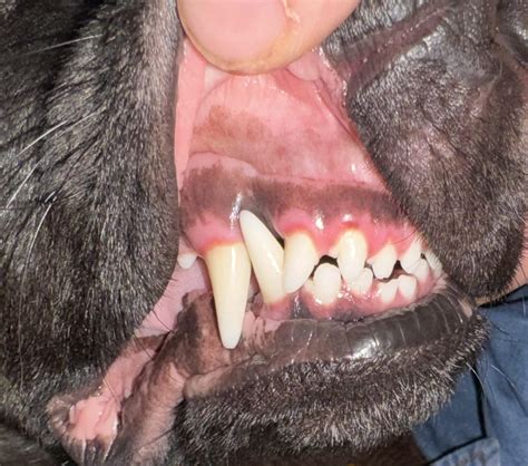 Black Dog Gums Guide To Dog Dental Care: Healthy Teeth & Gums Tips