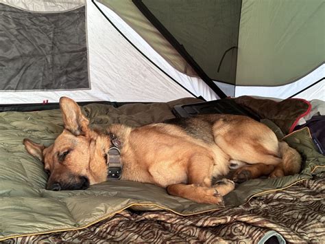 Camping with a Dog: Best Sleep Spots for Pooches - Wanderland Xperience