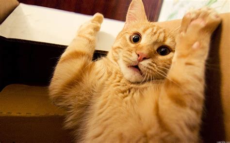 Funny Cat Faces Wallpapers - Top Free Funny Cat Faces Backgrounds ...