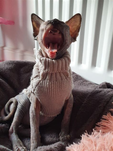 a sleepy gal : r/sphynx