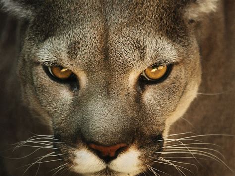 Prime Video: I Was Prey - Season 3