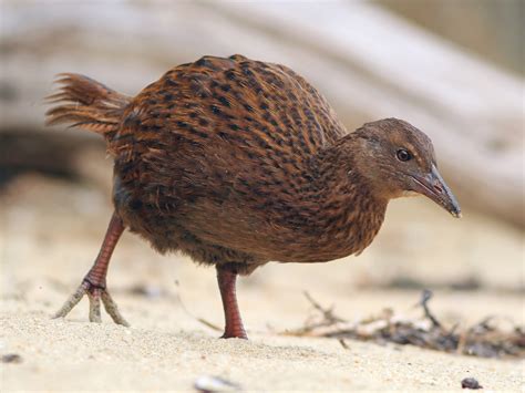Top 10 Flightless Bird Species in The World - Nature Speakz