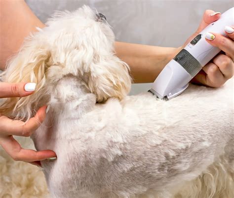 Dog clippers online