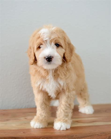 Bernedoodle White at Kathy Foley blog