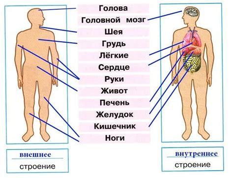 Строение человека (внутренние органы): фото с надписями