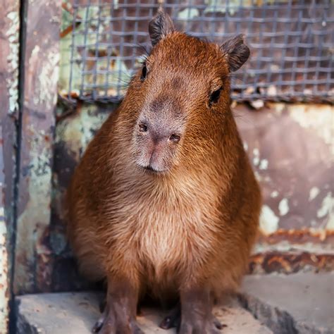 Capybaras As Pets