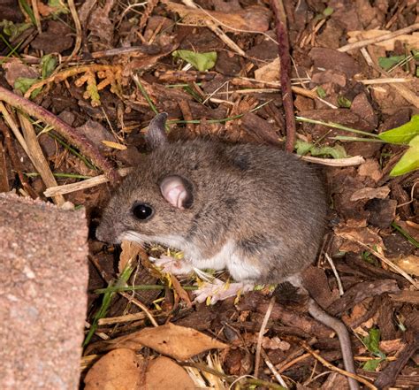 About White-footed Mouse - Maryland Biodiversity Project