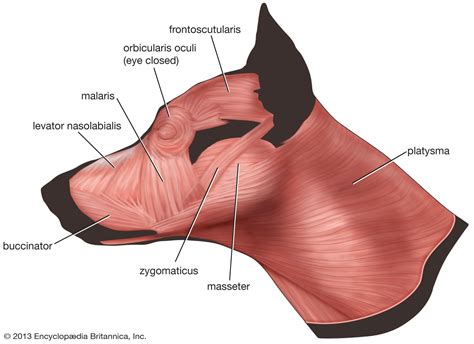 Muscle | Systems, Types, Tissue, & Facts | Britannica