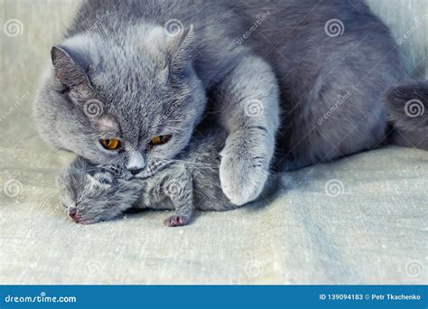 Mother a Cat with a Newborn Kitten Stock Image - Image of breed, love ...