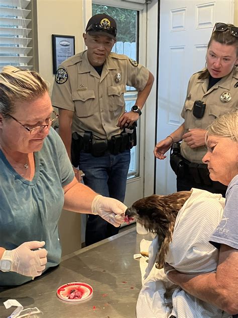 Bald eagle rescued on 4th of July in Colorado | FOX31 Denver