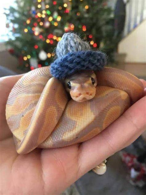 Snakes Wearing Tiny Hats