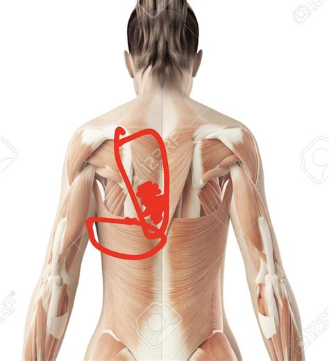 SEVERE burning pain behind left shoulder blade (possibly rhomboid area ...
