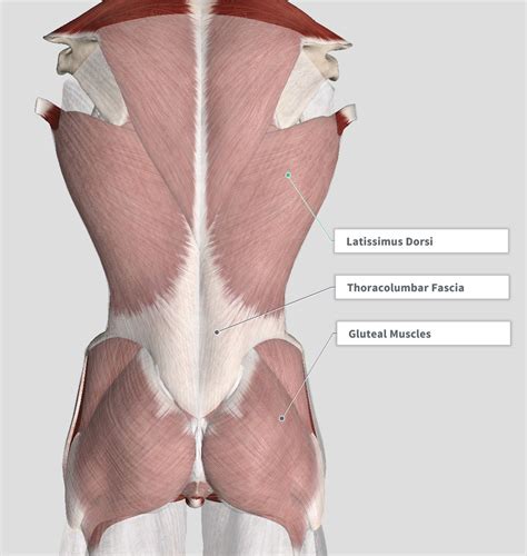 Lumbar Muscle Anatomy