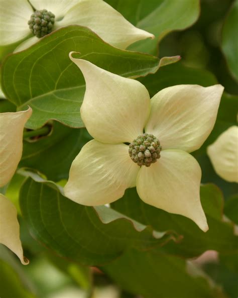 Kousa Dogwood - Identification | Walter Reeves: The Georgia Gardener