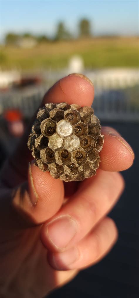 Small wasp nest. : r/MacroPorn