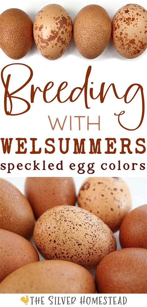 Chicken Breeding | Purebred Welsummer Speckled Egg Colors