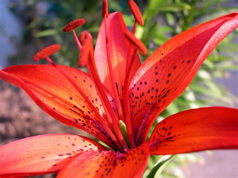Red Lily Flowers