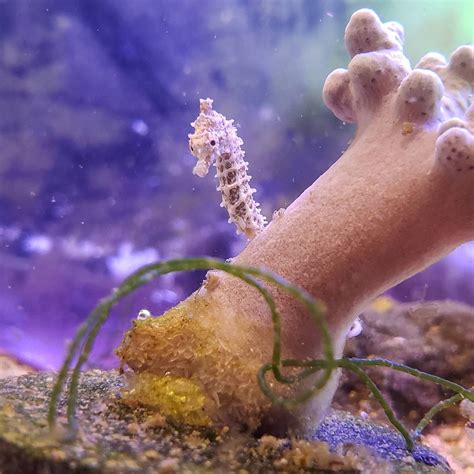 Dwarf Seahorse (Hippocampus zosterae) - ANGARI Foundation