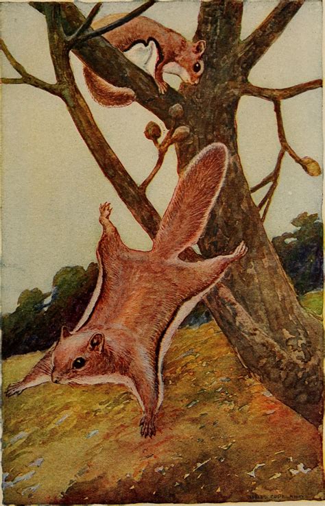 Siberian Flying Squirrel Free Stock Photo - Public Domain Pictures