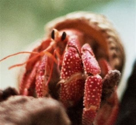 Hermit Crab Species - Types of Hermit Crabs - HubPages