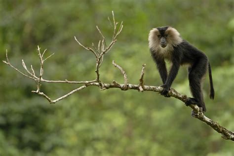 10 Things You Need To Know About Lion-tailed Macaques | Nature inFocus