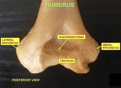 Trochlea of Humerus: Posterior View Anatomy - Anatomy Note