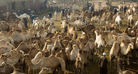 Camel Market AT Shalateen | Golavita