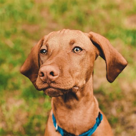 Dog Walker Job in Joplin, Missouri