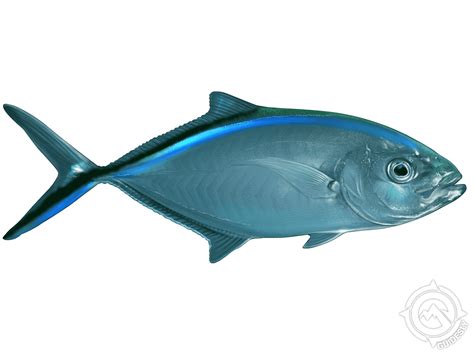 Can You Eat Bar Jack Fish at Tara Padgett blog