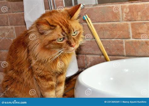 A Cute Caramel Cavoodle Breed Puppy Dog Lying On The Ground Playing And Chewing On A Stick In A ...