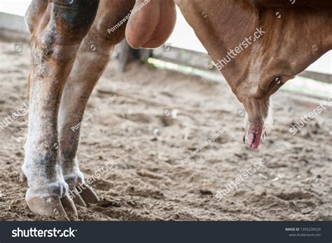 Cattle Reproductive Organs Cow Stock Photo 1355239529 | Shutterstock