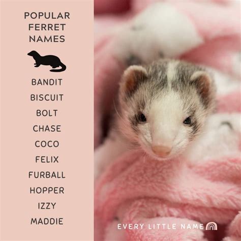 280 Best Ferret Names (Cute, Cool, and Unique) - Every Little Name
