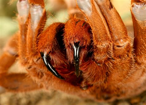 King Baboon Tarantula Bite King Baboon Tarantula (Spiders, Insects,