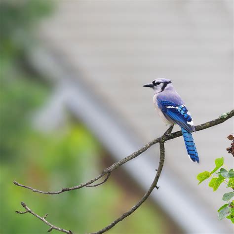 200,000+ Free Blue Jay Cartoon & Blue Jay Images - Pixabay
