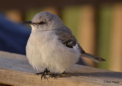 What Is Our State Bird Name - Design Talk