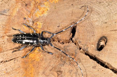Effort on to stop spread of Asian longhorned beetle - Purdue University
