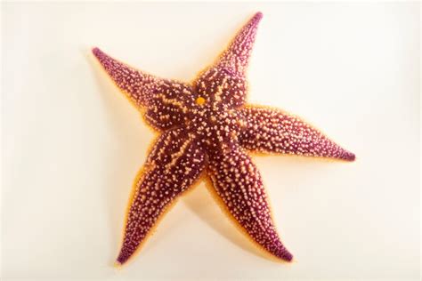 Northern Pacific Seastar (Asterias amurensis) - Joel Sartore