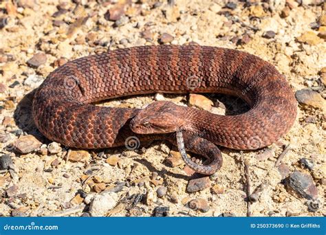 Common Death Adder stock photo. Image of acanthophis - 250373690