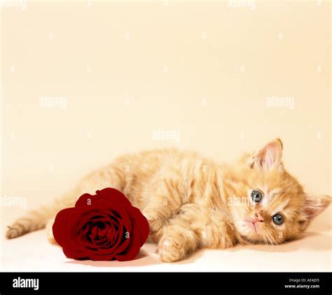 Cat with red rose hi-res stock photography and images - Alamy