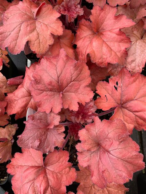Heuchera 'Fire Alarm' – Watson's Greenhouse