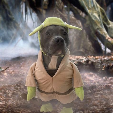 20 Pit Bulls Wearing Costumes Because Why Not?