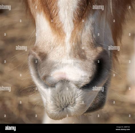 Bless you sneeze hi-res stock photography and images - Alamy