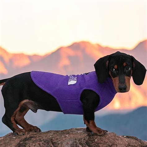 Clothes for Dachshunds – Dachshund Shop