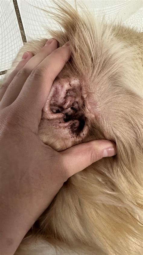 How To Keep Gnats Away From Dogs Ears