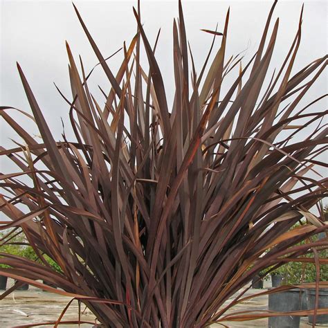 Amazing Red New Zealand Flax (Phormium 'Amazing Red') – Plants Express