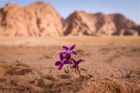 Plants That Live In The Arabian Desert at Rita Magno blog