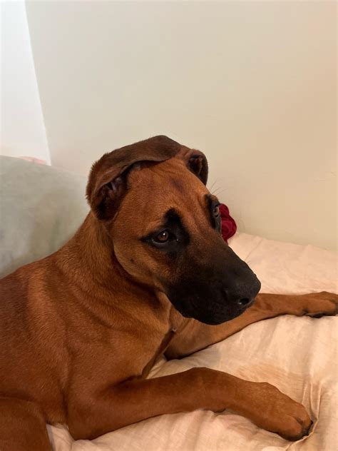 German Shepherd Bull Mastiff Mix