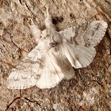 Pale Tussock | Somerset Moths