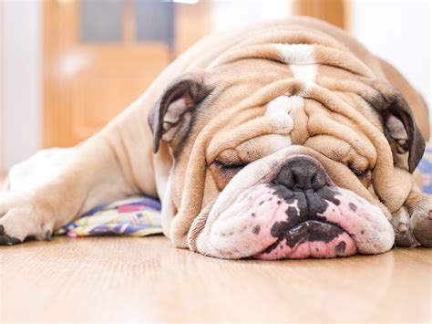 Are English Bulldogs Good Apartment Dogs at Pam Kirkland blog