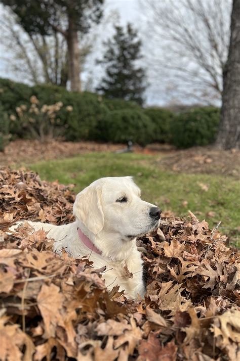 Our Goldens — Seven springs goldens